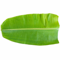 BANANA LEAF
